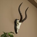 Trophée de crâne dantilope impala...