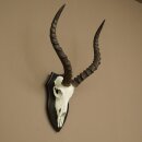 Trophée de crâne dantilope impala (Aepyceros) – Hauteur du trophée : 49 cm – Numéro du trophée : 88.4.77