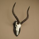 Trophée de crâne dantilope impala (Aepyceros) – Hauteur du trophée : 49 cm – Numéro du trophée : 88.4.77