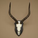 Trophée de crâne dantilope impala (Aepyceros) – Hauteur du trophée : 49 cm – Numéro du trophée : 88.4.77
