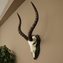 Trophée de crâne dantilope impala (Aepyceros) – Hauteur du trophée : 49 cm – Numéro du trophée : 88.4.77