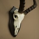 Trophée de crâne dantilope impala (Aepyceros) – Hauteur du trophée : 49 cm – Numéro du trophée : 88.4.77