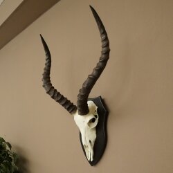Trophée de crâne dantilope impala (Aepyceros) – Hauteur du trophée : 49 cm – Numéro du trophée : 88.4.77