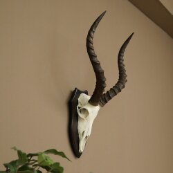 Trophée de crâne dantilope impala (Aepyceros) – Hauteur du trophée : 49 cm – Numéro du trophée : 88.4.77