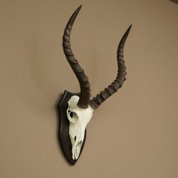 Trophée de crâne dantilope impala (Aepyceros) – Hauteur du trophée : 49 cm – Numéro du trophée : 88.4.77