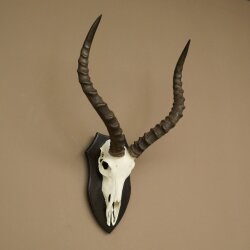 Trophée de crâne dantilope impala (Aepyceros) – Hauteur du trophée : 49 cm – Numéro du trophée : 88.4.77