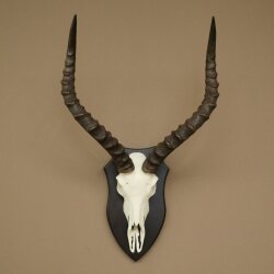 Trophée de crâne dantilope impala (Aepyceros) – Hauteur du trophée : 49 cm – Numéro du trophée : 88.4.77