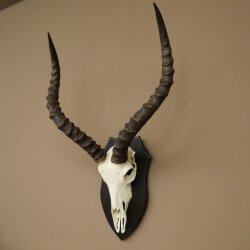 Trophée de crâne dantilope impala (Aepyceros) – Hauteur du trophée : 49 cm – Numéro du trophée : 88.4.77