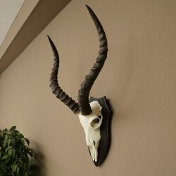 Trophée de crâne dantilope impala (Aepyceros) – Hauteur du trophée : 49 cm – Numéro du trophée : 88.4.77