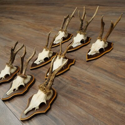 8-Piece Roe Deer Antler Set (Male Roe Deer Antlers) on Trophy Plaques 21.512