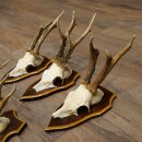 8-Piece Roe Deer Antler Set (Male Roe Deer Antlers) on Trophy Plaques 21.512
