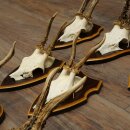 8-Piece Roe Deer Antler Set (Male Roe Deer Antlers) on Trophy Plaques 21.512