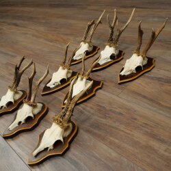 8-Piece Roe Deer Antler Set (Male Roe Deer Antlers) on Trophy Plaques 21.512