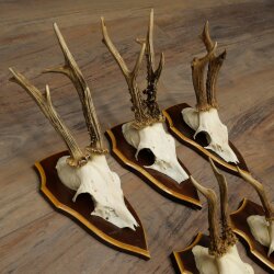 8-Piece Roe Deer Antler Set (Male Roe Deer Antlers) on Trophy Plaques 21.512