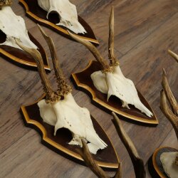 8-Piece Roe Deer Antler Set (Male Roe Deer Antlers) on Trophy Plaques 21.512