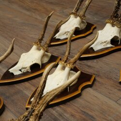 8-Piece Roe Deer Antler Set (Male Roe Deer Antlers) on Trophy Plaques 21.512