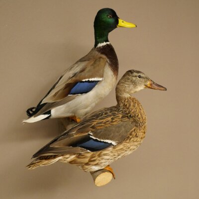 Stockenten (Anas platyrhynchos) Paar Entenpaar Präparat Ente Trophäe Deko mit Genehmigung zum Verkauf 90.3.47