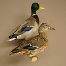 Ánades reales (Anas platyrhynchos). Pareja de...