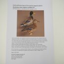 Stockenten (Anas platyrhynchos) Paar Entenpaar Präparat Ente Trophäe Deko mit Genehmigung zum Verkauf 90.3.47