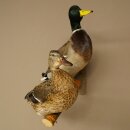 Stockenten (Anas platyrhynchos) Paar Entenpaar Präparat Ente Trophäe Deko mit Genehmigung zum Verkauf 90.3.47