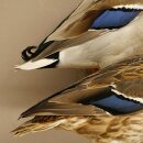 Stockenten (Anas platyrhynchos) Paar Entenpaar Präparat Ente Trophäe Deko mit Genehmigung zum Verkauf 90.3.47