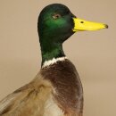 Stockenten (Anas platyrhynchos) Paar Entenpaar Präparat Ente Trophäe Deko mit Genehmigung zum Verkauf 90.3.47