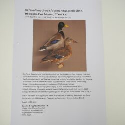 Stockenten (Anas platyrhynchos) Paar Entenpaar Präparat Ente Trophäe Deko mit Genehmigung zum Verkauf 90.3.47