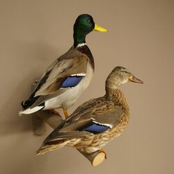 Stockenten (Anas platyrhynchos) Paar Entenpaar Präparat Ente Trophäe Deko mit Genehmigung zum Verkauf 90.3.47