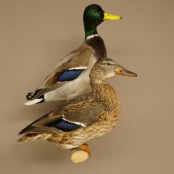 Stockenten (Anas platyrhynchos) Paar Entenpaar Präparat Ente Trophäe Deko mit Genehmigung zum Verkauf 90.3.47