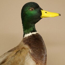 Stockenten (Anas platyrhynchos) Paar Entenpaar Präparat Ente Trophäe Deko mit Genehmigung zum Verkauf 90.3.47