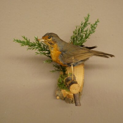Robin Bird Specimen, Stuffed Songbird, Taxidermy Specimen with Marketing Approval