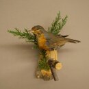 Robin Bird Specimen, Stuffed Songbird, Taxidermy Specimen with Marketing Approval