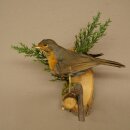 Robin Bird Specimen, Stuffed Songbird, Taxidermy Specimen with Marketing Approval