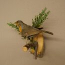 Robin Bird Specimen, Stuffed Songbird, Taxidermy Specimen with Marketing Approval
