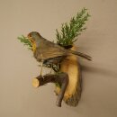 Robin Bird Specimen, Stuffed Songbird, Taxidermy Specimen with Marketing Approval