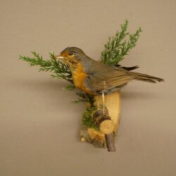Robin Bird Specimen, Stuffed Songbird, Taxidermy Specimen with Marketing Approval