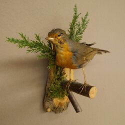 Robin Bird Specimen, Stuffed Songbird, Taxidermy Specimen with Marketing Approval