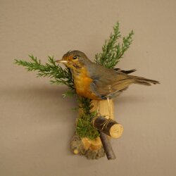 Robin Bird Specimen, Stuffed Songbird, Taxidermy Specimen with Marketing Approval