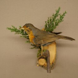 Robin Bird Specimen, Stuffed Songbird, Taxidermy Specimen with Marketing Approval