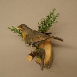 Robin Bird Specimen, Stuffed Songbird, Taxidermy Specimen with Marketing Approval