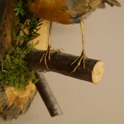 Robin Bird Specimen, Stuffed Songbird, Taxidermy Specimen with Marketing Approval