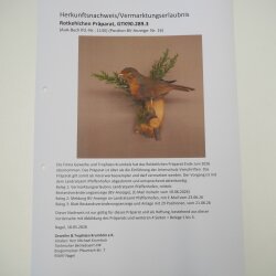 Robin Bird Specimen, Stuffed Songbird, Taxidermy Specimen with Marketing Approval