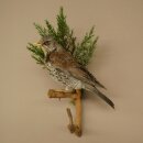 Wacholderdrossel Vogel Präparat Höhe 33 cm...
