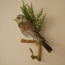 Wacholderdrossel Vogel Präparat Höhe 33 cm Tierpräparat mit Genehmigung zur Vermarktung