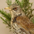 Wacholderdrossel Vogel Präparat Höhe 33 cm Tierpräparat mit Genehmigung zur Vermarktung