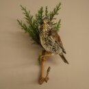Wacholderdrossel Vogel Präparat Höhe 33 cm Tierpräparat mit Genehmigung zur Vermarktung