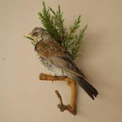 Wacholderdrossel Vogel Präparat Höhe 33 cm Tierpräparat mit Genehmigung zur Vermarktung