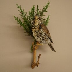 Wacholderdrossel Vogel Präparat Höhe 33 cm Tierpräparat mit Genehmigung zur Vermarktung