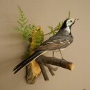 Bachstelze Präparat Singvogel Höhe 18 cm Vogel Tierpräparat mit Genehmigung zur Verkauf