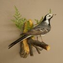 Bachstelze Präparat Singvogel Höhe 18 cm Vogel Tierpräparat mit Genehmigung zur Verkauf